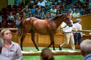 Iffraaj x Katie Lee colt at Karaka 2019, before being purchased by Aquis Farm/Rogerson Bloodstock.